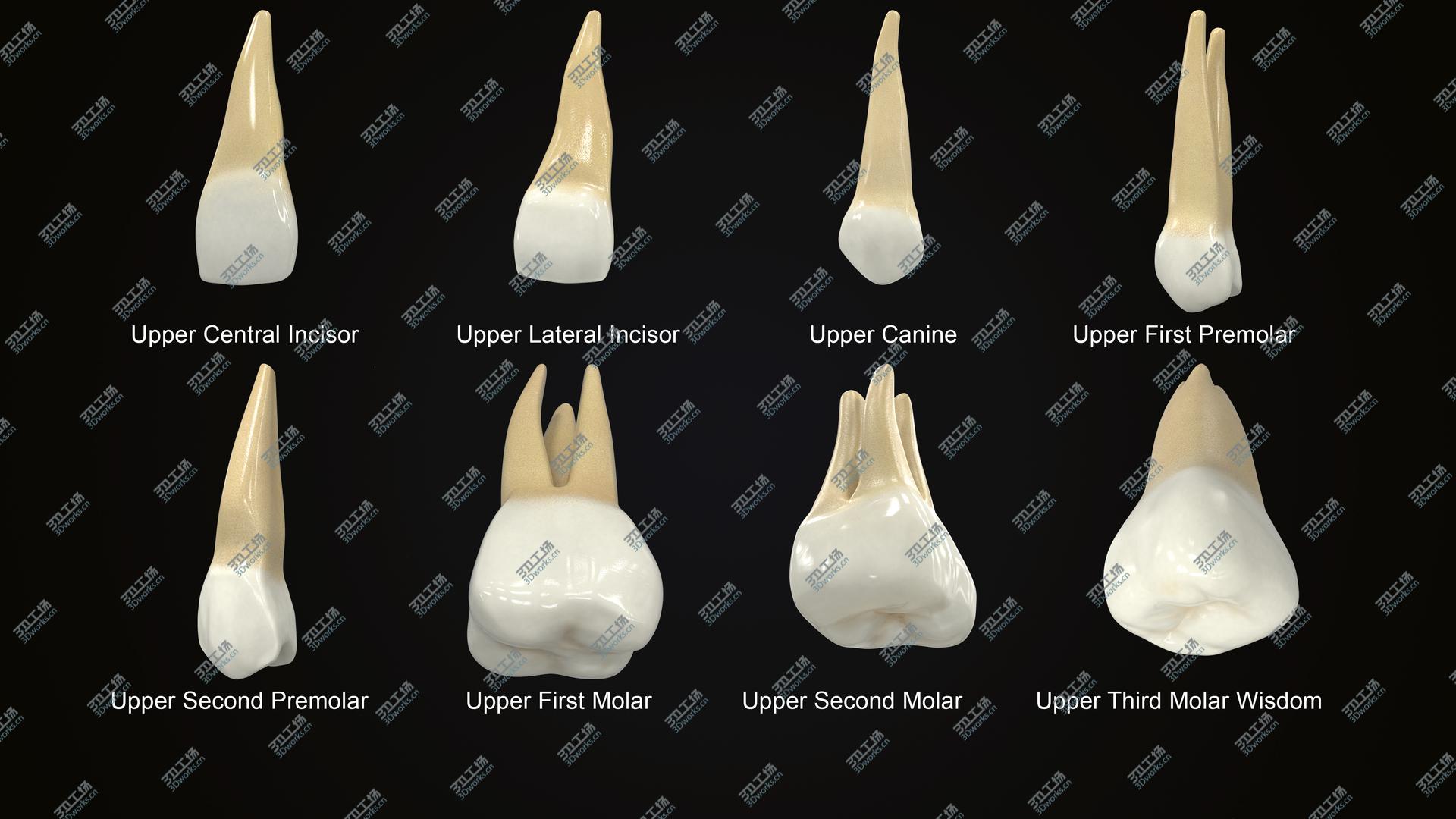 images/goods_img/2021040234/Realistic Human Upper Permanent Teeth Collection 3D model/2.jpg